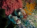 Chromodoris Trimarginata